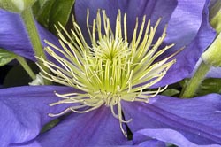 clematis thumbnail graphic